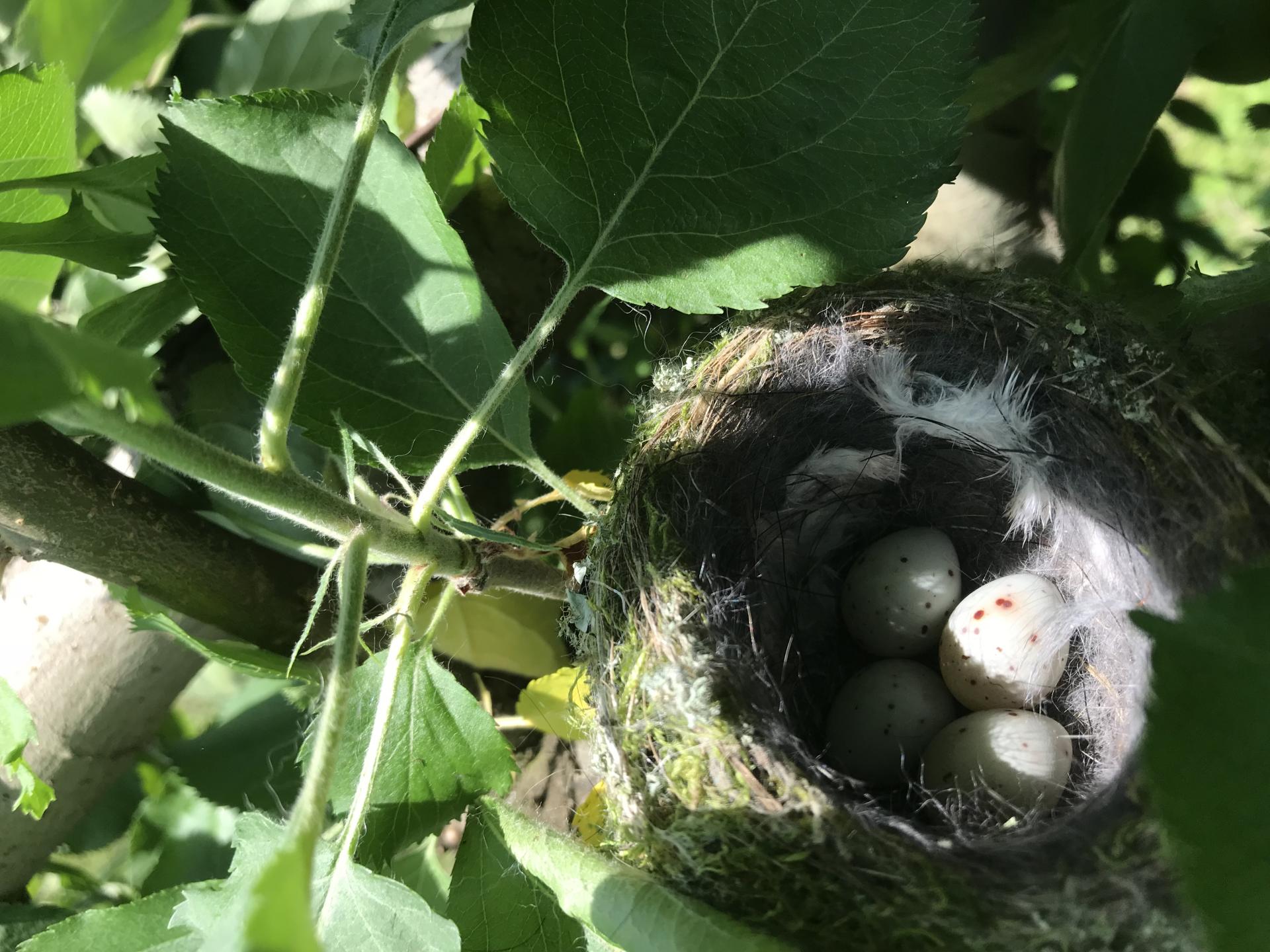 petit nid d'oiseau au beau milieu des pommiers