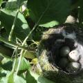 petit nid d'oiseau au beau milieu des pommiers