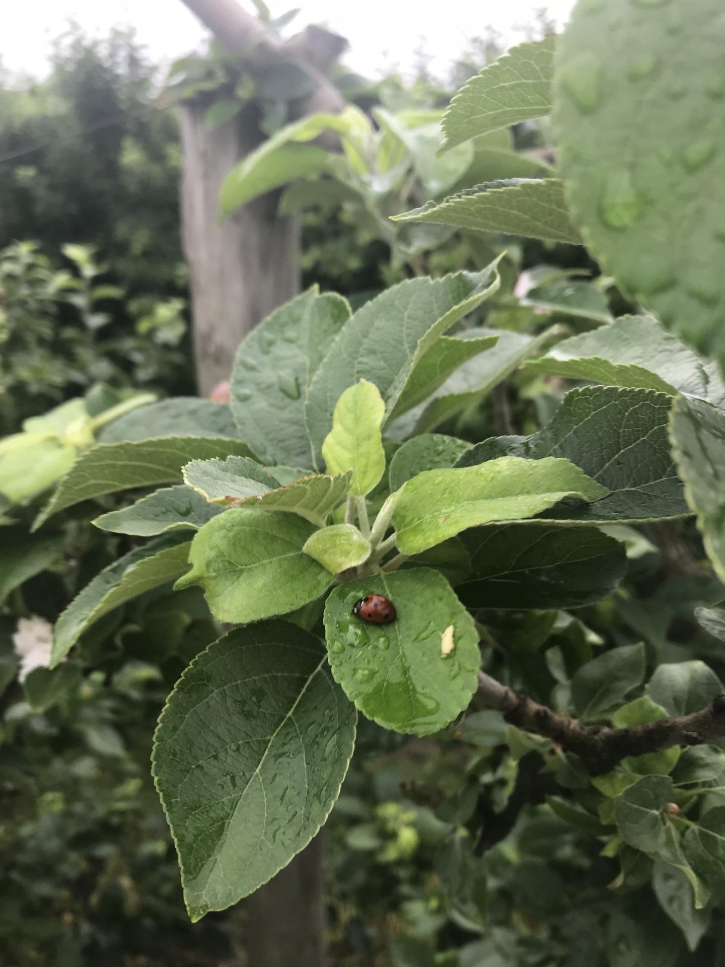 nos amies les coccinelle très utile naturellement contre les pucerons