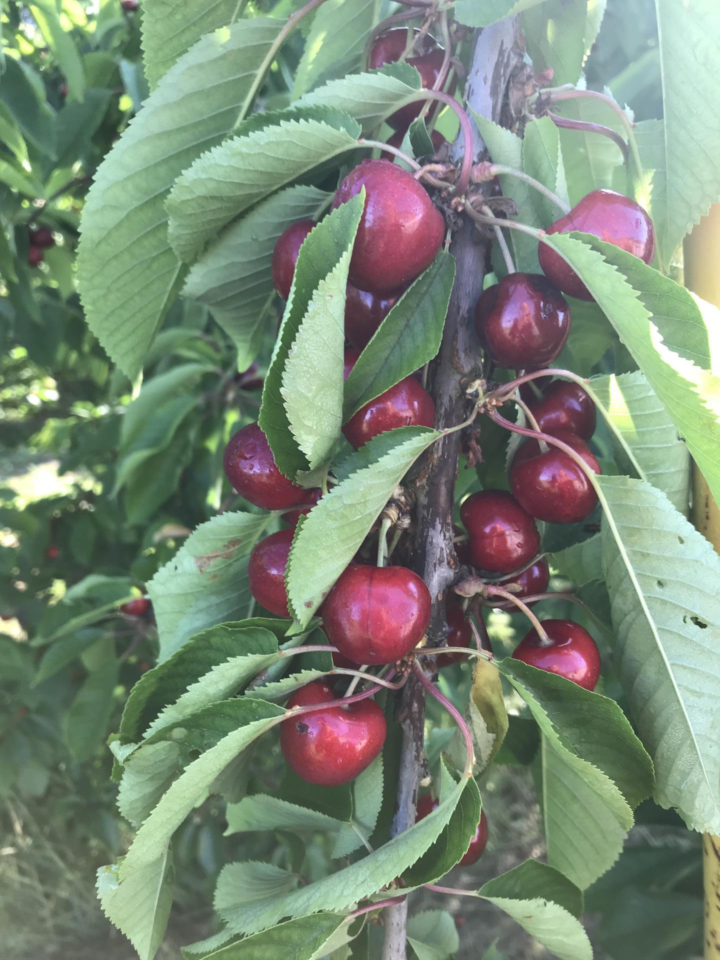 une belle brochette de cerises !