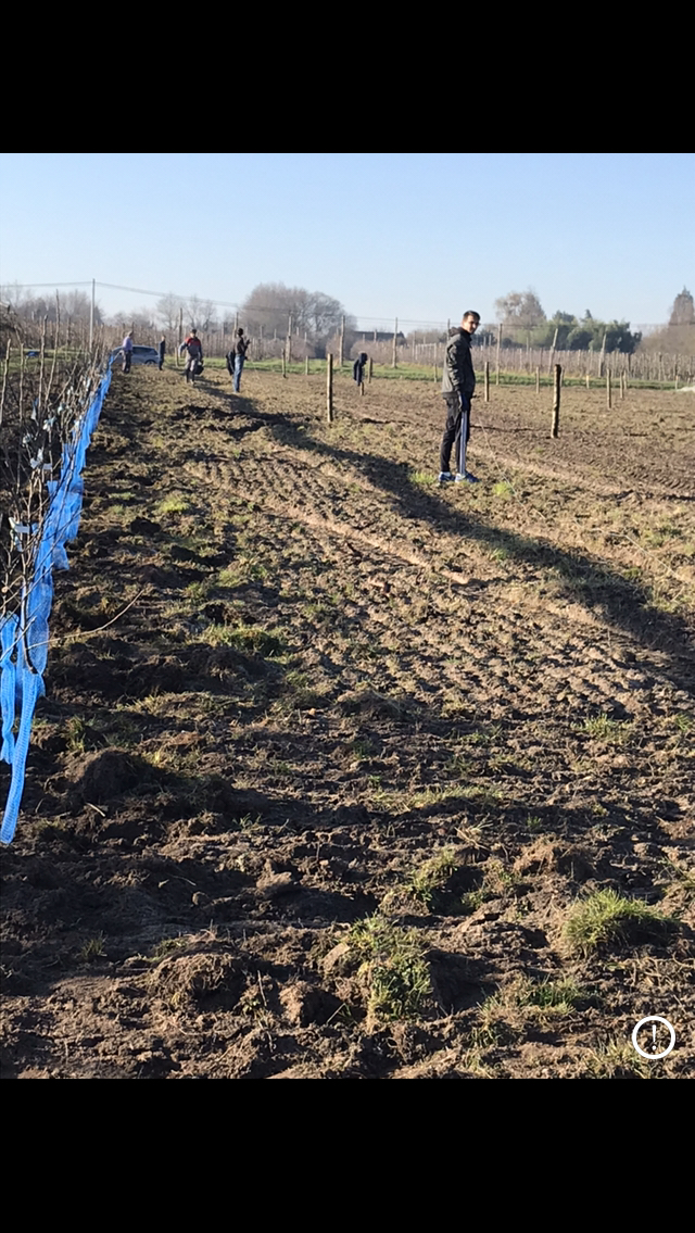 le premier rang de pommiers 2019